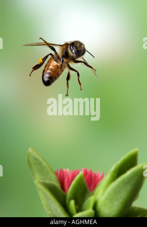 Honey Bee in flight Stock Photo