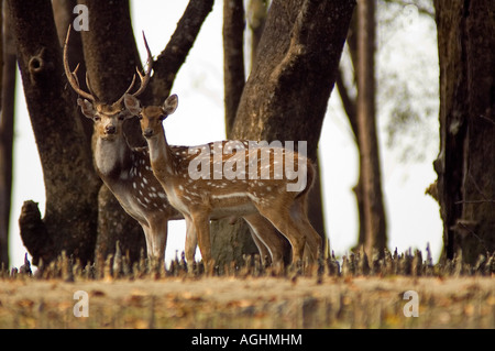 Chital deers in mangrove forest near Kotka, Sunderbans Bangladesh. Stock Photo