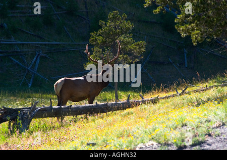 Young Bull Elk in Meadow Stock Photo