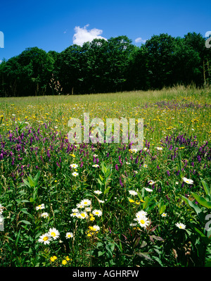 Wildflowers Along Route 6 On Moosic Mountain Near Waymart, Wayne County, Pennsylvania, USA Stock Photo
