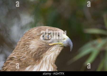 Red Tail Hawk portrait Stock Photo