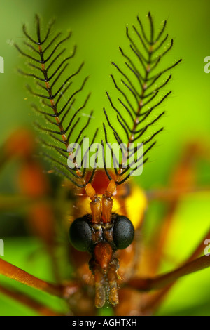 Portrait of a male crane fly Ctenophora festiva France Stock Photo