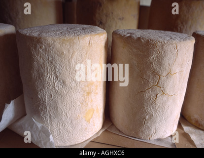 maturing and ripening blue stilton cheese stored in factory Stock Photo
