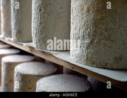 maturing and ripening blue stilton cheese stored in factory Stock Photo