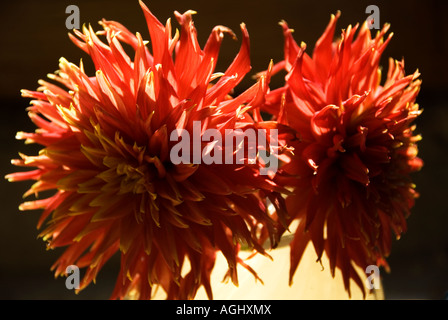 Image of two Dahlia flowers in a bowl of water lit by light from a nearby window Stock Photo