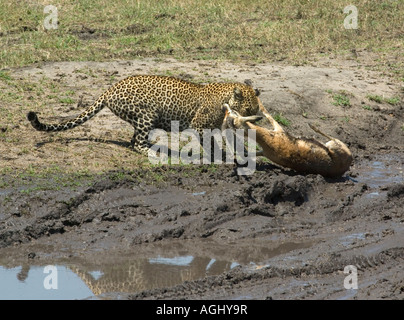 Leopard killing thomsons gazelle Stock Photo