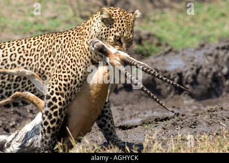 Leopard dragging thomson gazelle Stock Photo