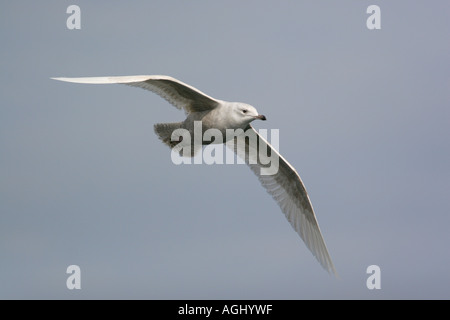 Iceland Gull, Larus glaucoides, 1st winter, Outer Hebrides, Scotland Stock Photo