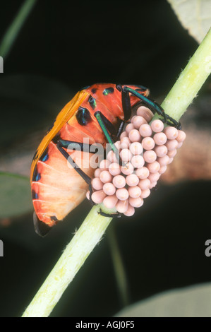 Female Cotton Harlequin Bug, Tectocoris diophthalmus, guarding her eggs. Stock Photo