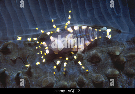 Hidden Corallimorph Shrimp, Pliopontonia furtiva, on Amplexidiscus fenestrafer. Stock Photo