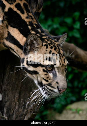 Close up portriat of a Clouded leopard, neofelis nebulosa (captive animal) Stock Photo