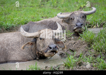 Water Buffalo in Thailand, Chonburi,Thaton Chiang Mai, Thailand, Asia Stock Photo