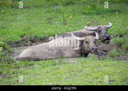 Two water Buffalo Thaton Chiang Mai Thailand Stock Photo