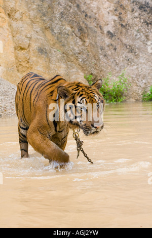 Indo-Chinese Bathing Tiger at Kanchanaburi Tiger Temple; Captive animals used in breeding program and as an expensive tourist attraction, Thailand Stock Photo