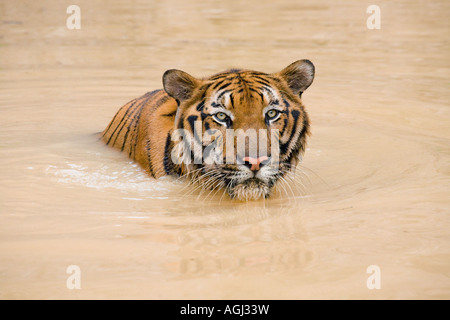 Indo-Chinese Bathing Tiger at Kanchanaburi Tiger Temple; Captive animals used in breeding program and as an expensive tourist attraction, Thailand Stock Photo