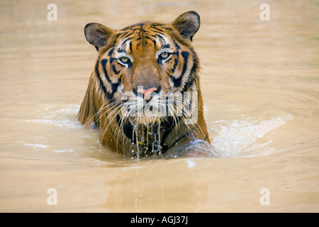 Indo-Chinese Bathing Tiger at Kanchanaburi Tiger Temple; Captive animals used in breeding program and as an expensive tourist attraction, Thailand Stock Photo