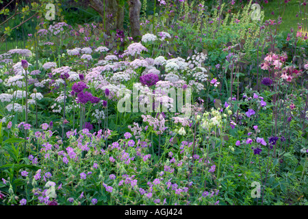 summer cottage Chearophyllum hirsutum Roseum Allium Purple Sensation and Geranium Charles Perrin Stock Photo