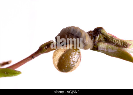 Figwort Weevil larva and egg casing Stock Photo