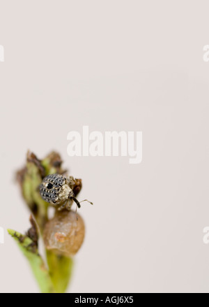 Figwort weevil and egg casing Stock Photo