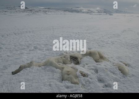 Dead polar bear has starved to death during the winter could become a common sight as climate change decreases  Arctic sea ice Stock Photo