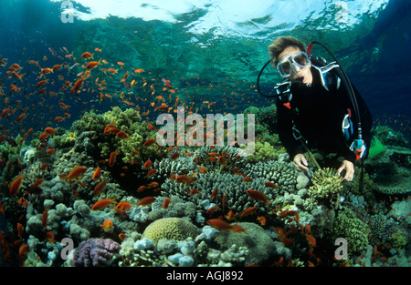 Diver on Red Sea reef Straits of Tiran with anthias and hard corals Stock Photo