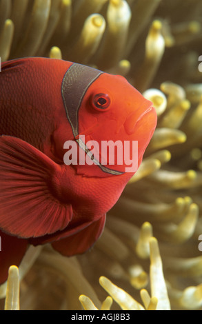 Tomato clownfish takes refuge in its host anenome Stock Photo