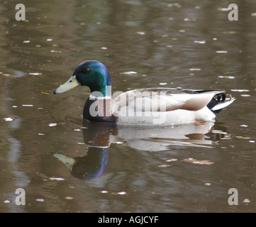 Drake mallard duck Anas platyrhynchos Keukenhof Gardens Holland 25 April 2006 Stock Photo