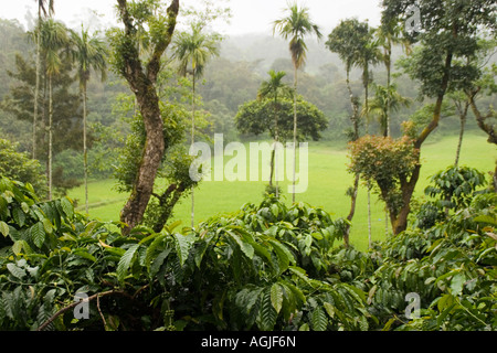 Coffee plants and rice fields in the craggy hills of Southern India's Kodagu region near the town of Madikeri, west of Mysore. Stock Photo