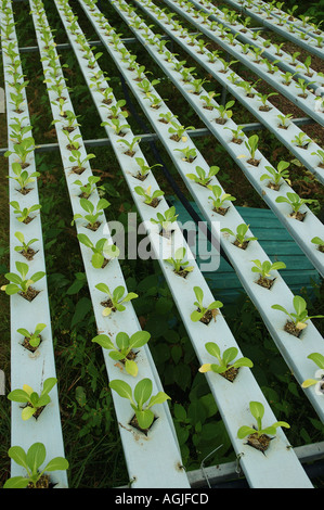 Hydroponic bok choy sum crop Athrton tablelands cairns queensland Australia dsc 0034 Stock Photo