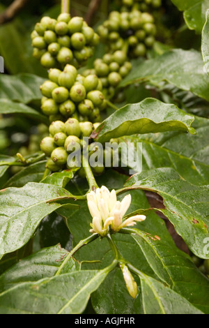 Green coffee beans and plant in the craggy hills of Southern India's Kodagu region near the town of Madikeri. Stock Photo