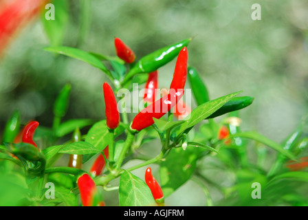Birds eye chillies growing on a bush in the UK. Stock Photo