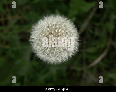 Dandelion Seedhead shot from above. Complete with all the seeds non blown away. Stock Photo