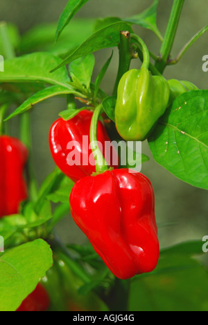 Habanero chillies (Capsicum chinense) growing on a plant in the UK. Stock Photo