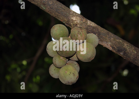 Duku fruit growing in Sabah Malaysia on Borneo -Duku is a member of the meliaceae family Stock Photo