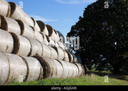 straw balls on field in front of tree. Photo by Willy Matheisl Stock Photo