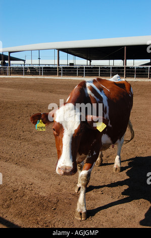 Red and white Holstein dairy cow in a close up side view in a grassy ...