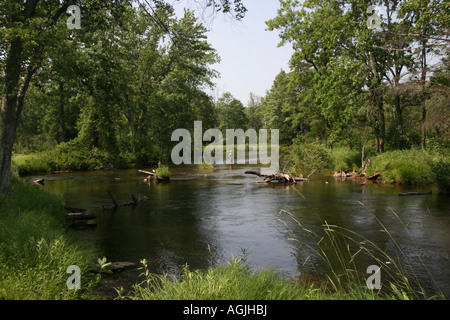 River Little Manistee MI USA beautiful landscape forest scenery with water Summer time  in Michigan USA nobody hi-res Stock Photo