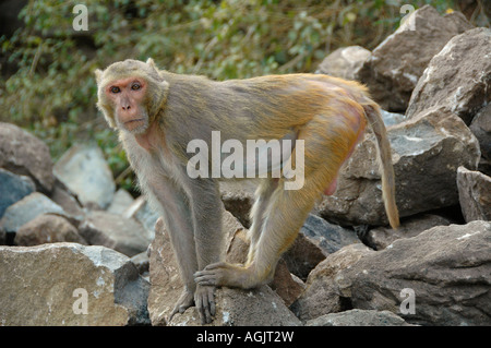 Myanmar Bagan Popa mountain park Rhesus Macaques Monkey Stock Photo
