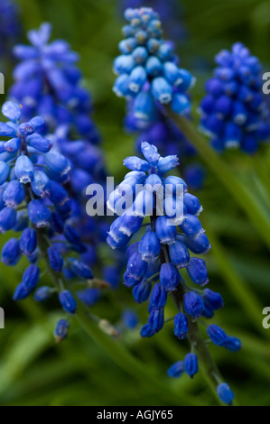 Grape hyacinths, Close-up of small blue flowers with green background in garden, Oregon, USA, North America Stock Photo
