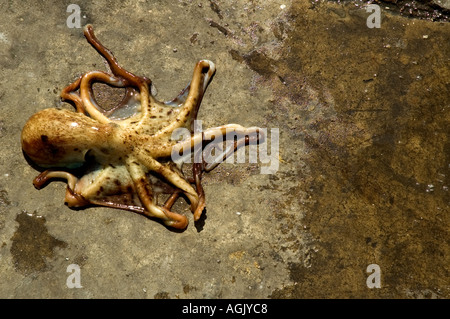 Dead squid spread out on concrete floor of fish auction in Andalucia Spain Stock Photo