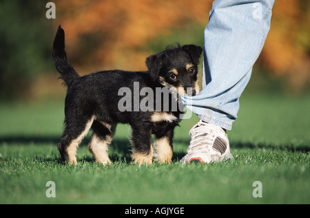 Puppy biting someones leg Stock Photo