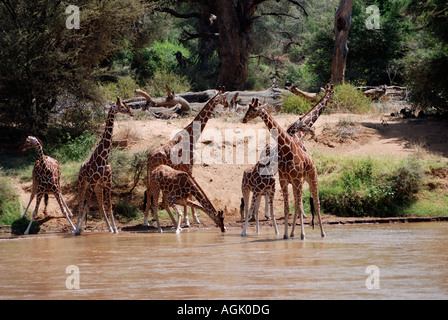 Seven Reticulated Giraffe drinking at the Uaso Nyiro River Samburu National Reserve Kenya East Africa Stock Photo