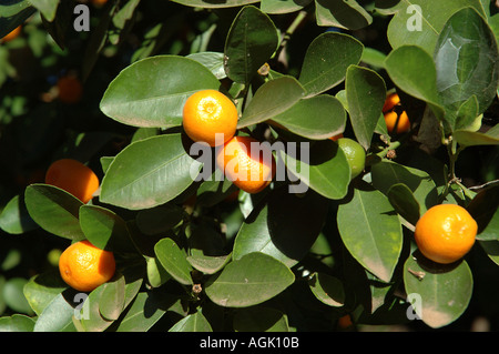 Historic old citrus grove Queensland Australia dsc 0062 Stock Photo
