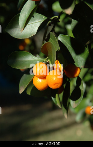 Historic old citrus grove Queensland Australia dsc 0063 Stock Photo