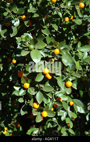 Historic old citrus grove Queensland Australia dsc 0067 Stock Photo