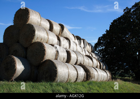 landscape with a pile of straw ball on a field in the summer with a single tree. Photo by Willy Matheisl Stock Photo