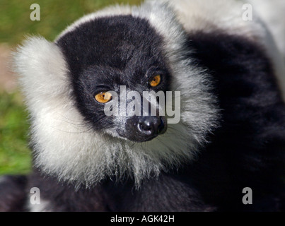 Black and White Ruffed Lemur (varecia variegata variegata) Stock Photo