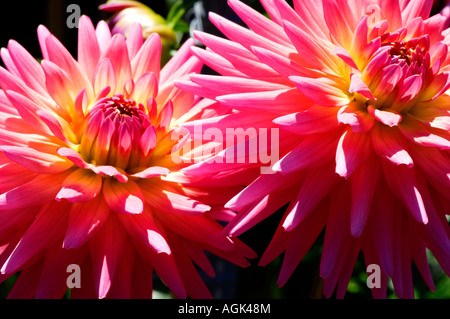Close-up of a pair of red flamed dahlia Stock Photo