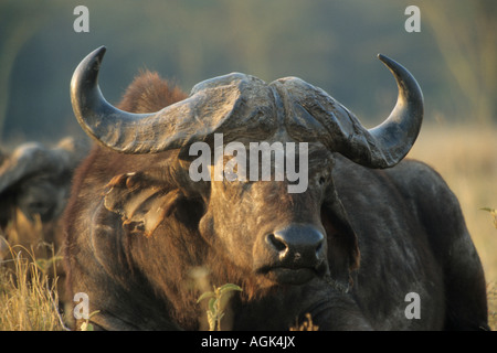 Afrikanischer Bueffel Kaffernbueffel African Buffalo Syncerus caffer ...