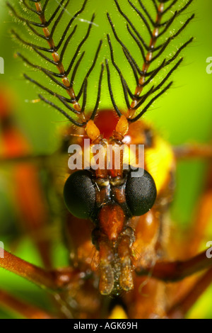 Portrait of a male crane fly Ctenophora festiva France Stock Photo